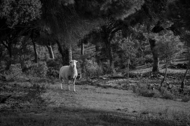 A white goat stands in an outdoor environment with two trees on either side of a path in the foreground