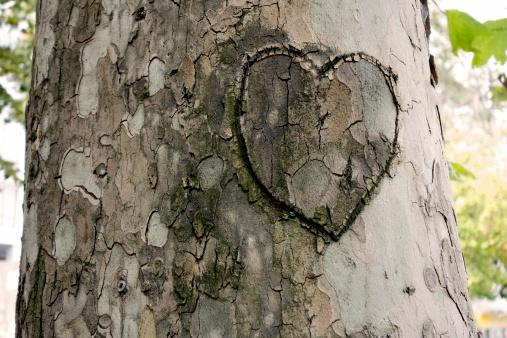 Heart shape carved on tree.