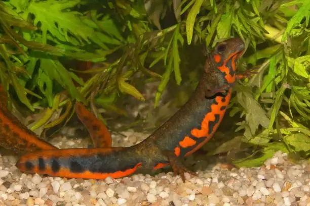 Detailed closeup on a colorful male of the endangered Chuxiong fire-bellied, Cynops cyanurus, in an aquarium