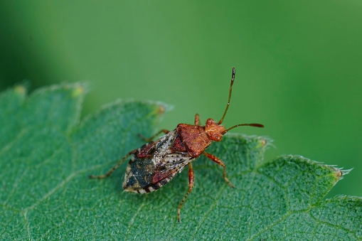Natural closeup on a scentless plant bug , Rhopalus subrufus sitting on a green leaf