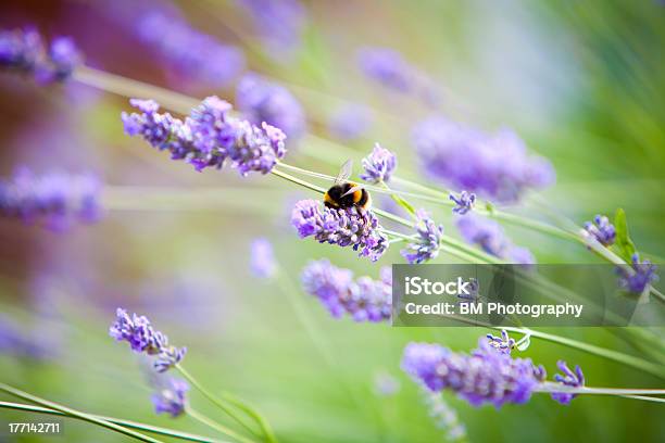 Bombo Fiori Di Lavanda - Fotografie stock e altre immagini di Ambientazione esterna - Ambientazione esterna, Ape, Aromaterapia