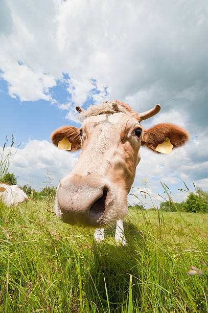 istock Happy and nosy cow in ecological farm 177142737