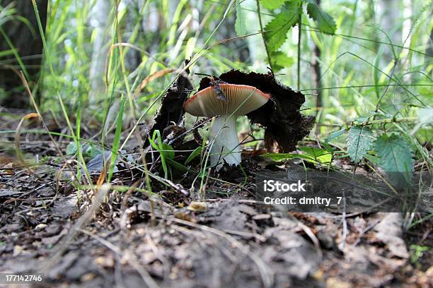 Pilz Russula Stockfoto und mehr Bilder von Alt - Alt, Bedecken, Blatt - Pflanzenbestandteile