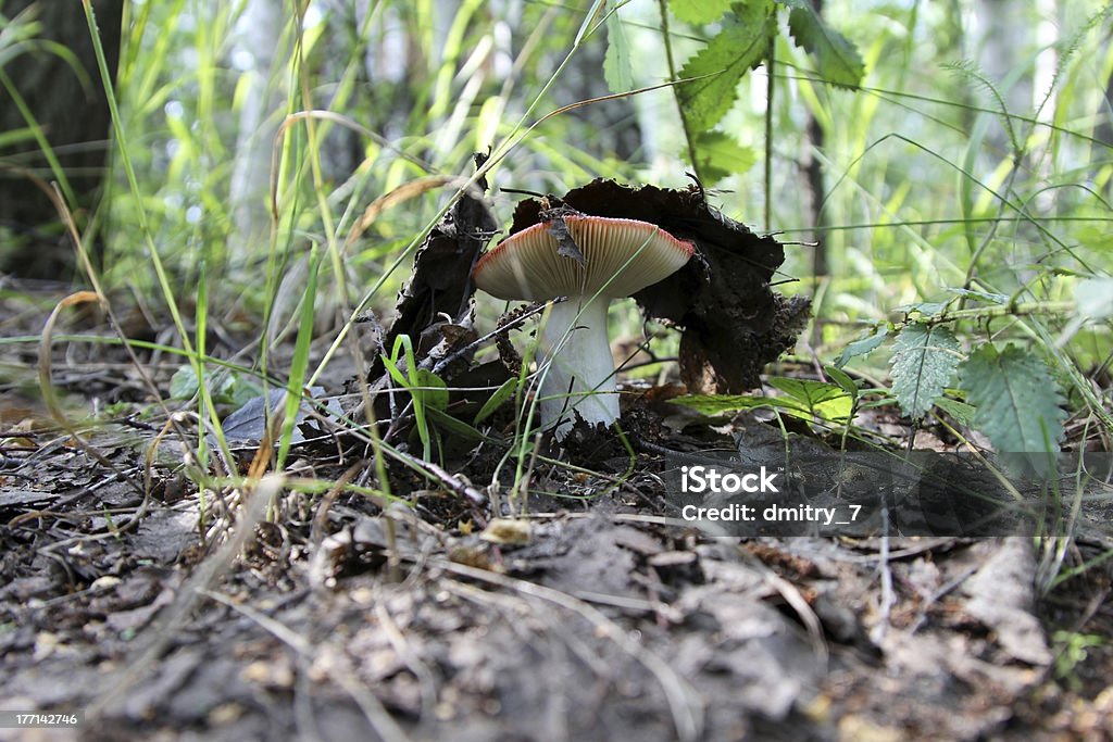 Cogumelo Russula - Royalty-free Abrigar-se Foto de stock