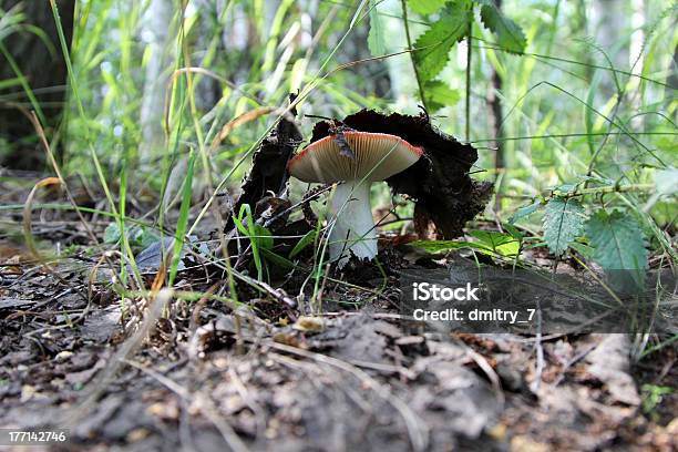 Cogumelo Russula - Fotografias de stock e mais imagens de Abrigar-se - Abrigar-se, Antigo, Ao Ar Livre