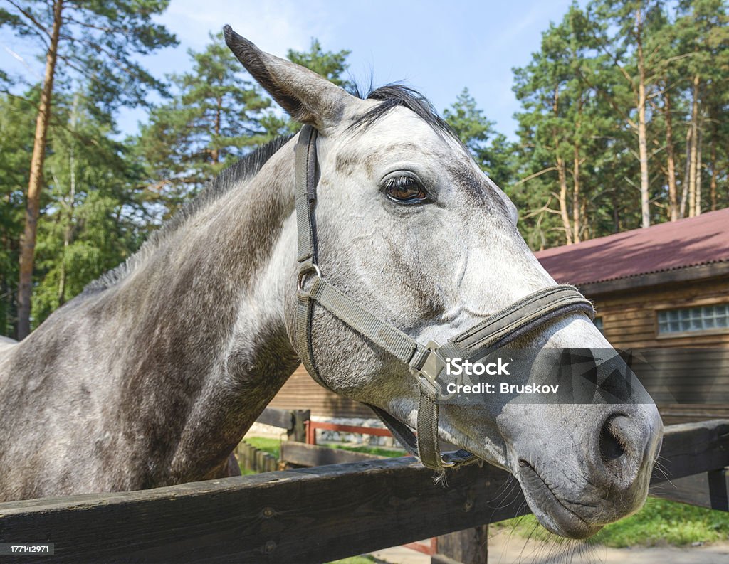 Лошадь в ферме - Стоковые фото Без людей роялти-фри