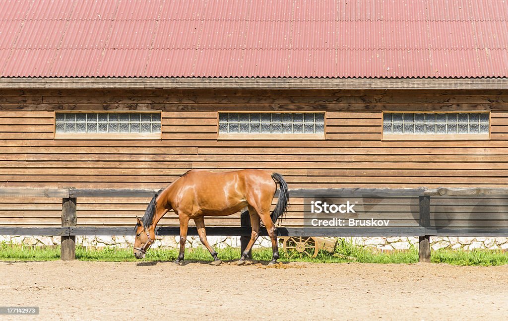 Caballo en una granja - Foto de stock de Aire libre libre de derechos