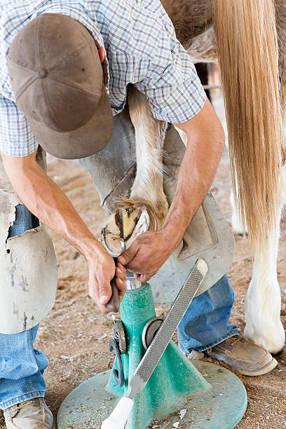 istock Farrier Cleaning Horse Hoof 177143134