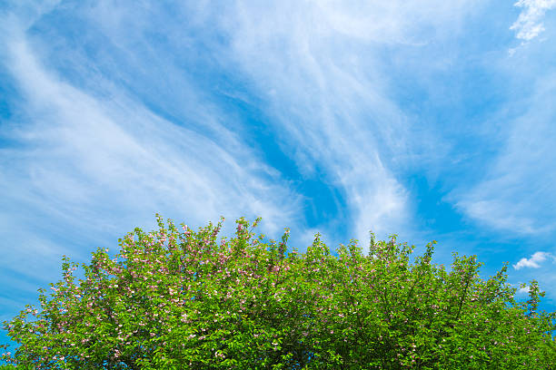 fleur de cerisier sur fond bleu - 36 mpx - ornamental garden vibrant color illuminated air photos et images de collection