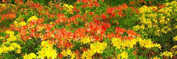 blooming azaleas - ornamental garden vibrant color illuminated air photos et images de collection