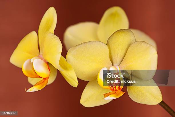 Лайм Орхидея На Коричневый Фон — стоковые фотографии и другие картинки Азия - Азия, Без людей, Ботаника