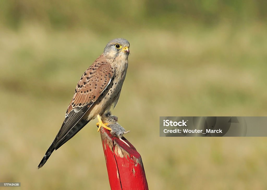 Faucon crécerelle - Photo de Animal mâle libre de droits