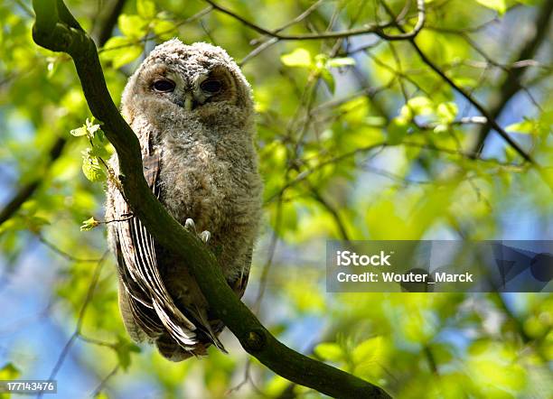 Tawny Owl Stock Photo - Download Image Now - Animal, Animal Wildlife, Animals Hunting