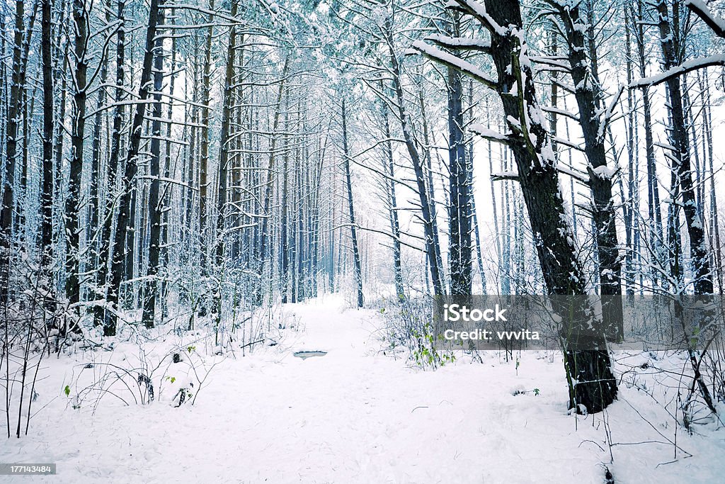 Киностудия pinewood in winter Snowy - Стоковые фото Без людей роялти-фри