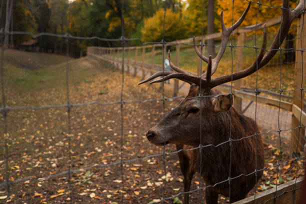 istock Deer Autumn Forest, beautiful picture 1771442199