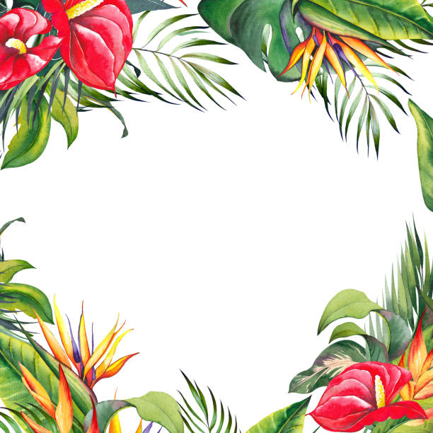 Tropical square frame with red lily, strelitzia flowers and palm leaves. Tropical square frame with red lily, strelitzia flowers and palm leaves. Watercolor illustration on white background. heliconia stock illustrations