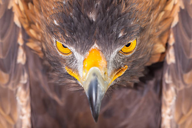 istock Close-up head of sea eagle 177144838