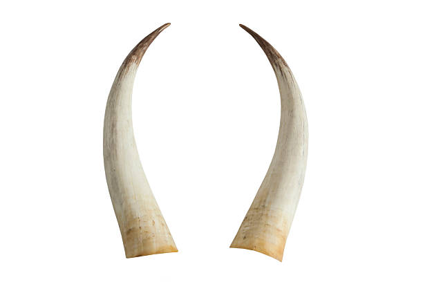 istock Twin big ivory tusks 177144850