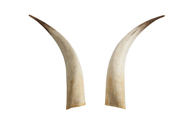 istock Twin big ivory tusks 177144853
