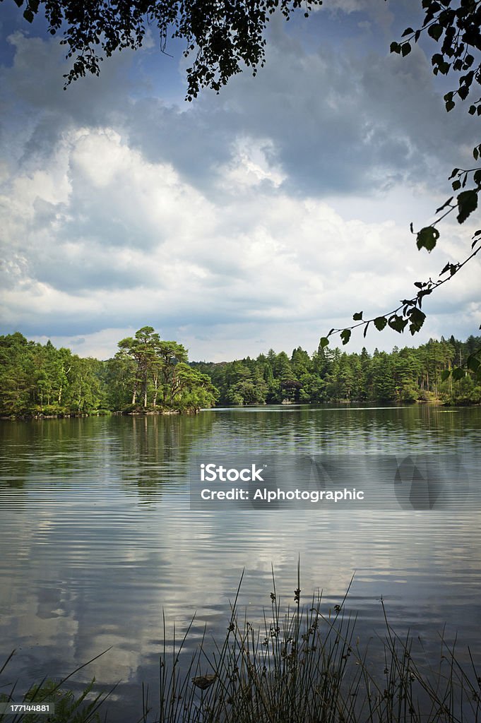 Tarn Hows - Foto stock royalty-free di Agricoltura