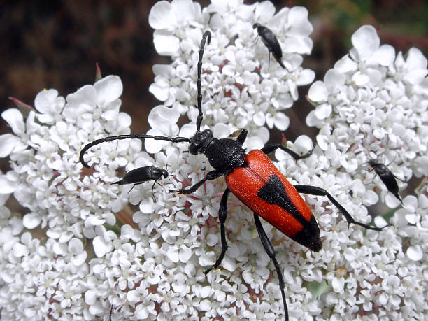 istock Beetle Leptura on flower 177144967