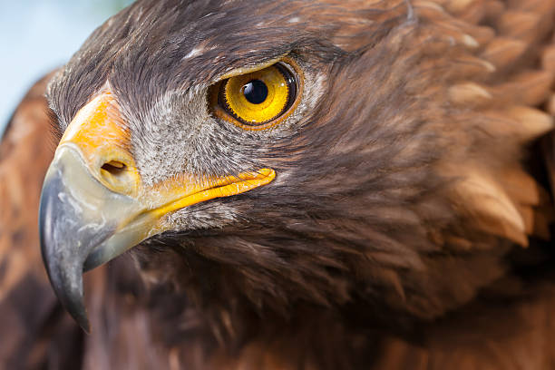 istock Close-up head of sea eagle 177145009