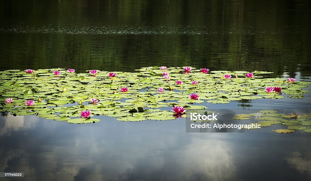 Rosa und weiße Wasserlilien Wildwuchs in Tarn Hows - Lizenzfrei Blatt - Pflanzenbestandteile Stock-Foto