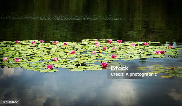 Rosa Und Weiße Wasserlilien Wildwuchs In Tarn Hows Stockfoto und mehr Bilder von Blatt - Pflanzenbestandteile - Blatt - Pflanzenbestandteile, Blumenbeet, Blüte