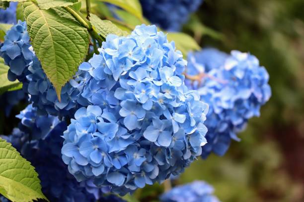istock Close-up photo of Japanese hydrangeas 1771451565