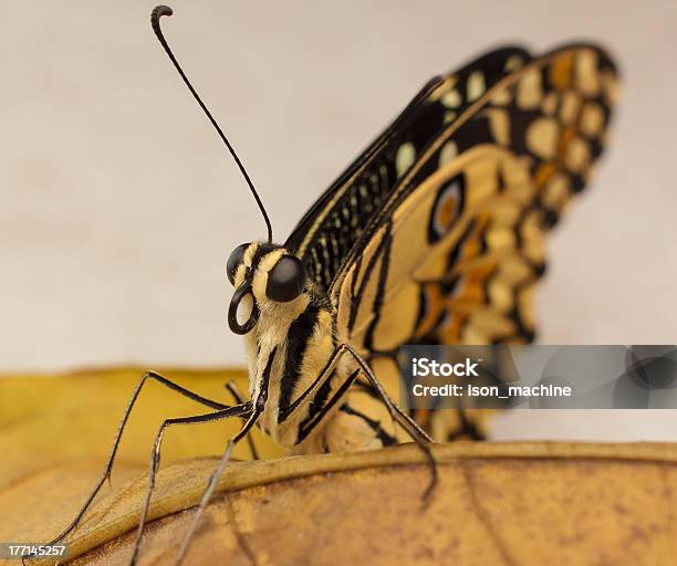 노란 나비 갈색에 대한 스톡 사진 및 기타 이미지 - 갈색, 곤충, 나방