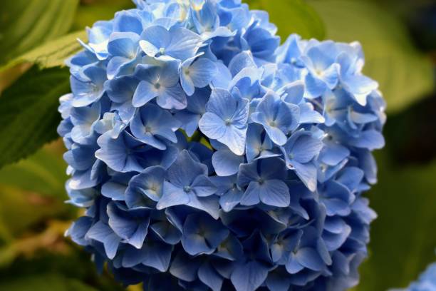 istock Close-up of bright hydrangea flowers 1771454316