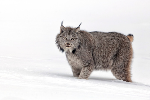 Canadian Lynx profiled, walking through the winters snow.