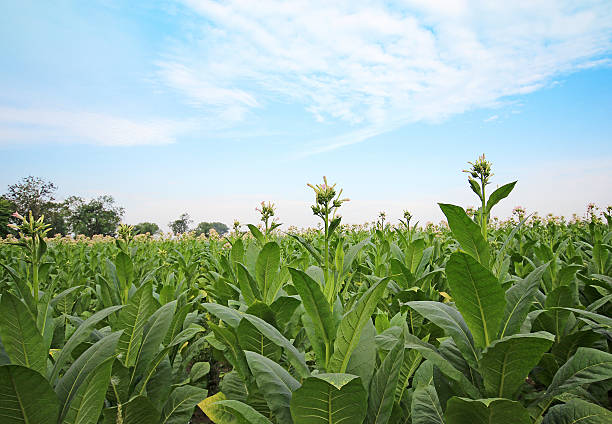 Tobacco plantation in Poland