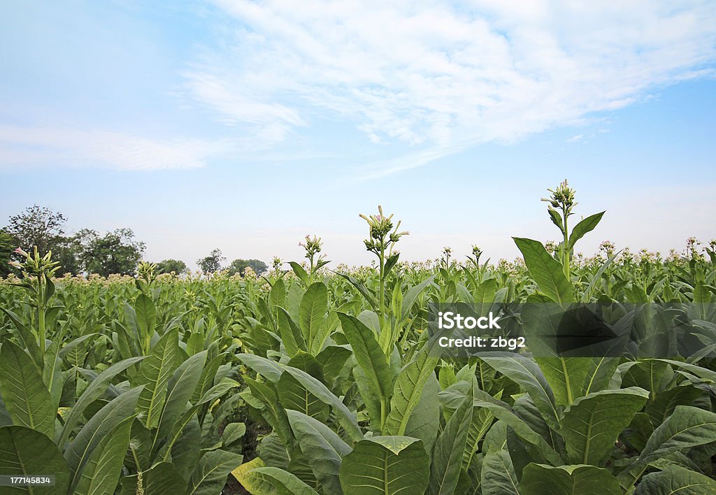 Tytoń plantation w Polsce - Zbiór zdjęć royalty-free (Cygaro)