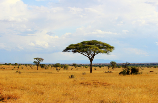 African savannah en Kenia photo