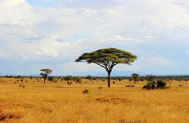 savana africana in kenya - pianura foto e immagini stock