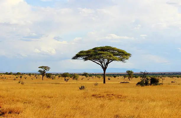 Photo of African savannah in Kenya
