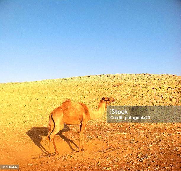 Wielbłąd Chodzić W Pustyni - zdjęcia stockowe i więcej obrazów Azja Zachodnia - Azja Zachodnia, Badanie, Bez ludzi