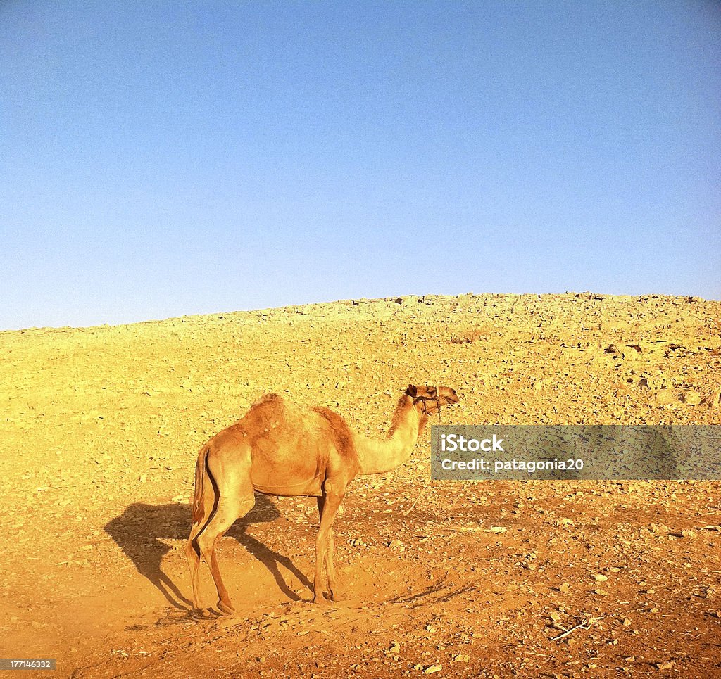 Passeios de camelo no Deserto - Royalty-free Andar Foto de stock