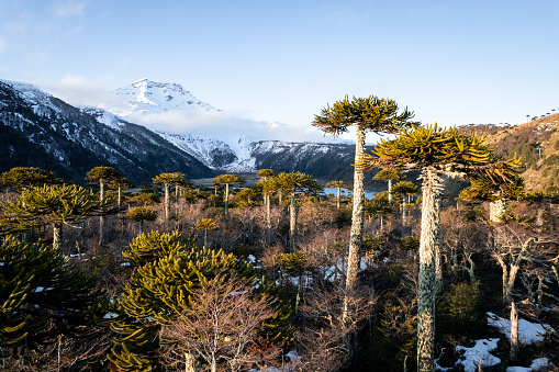 Volcanic landscape in La Araucania region, chilean Patagonia