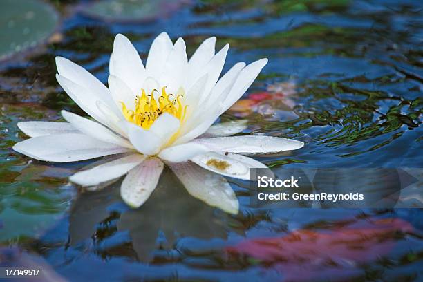 Weiße Lilie In Einem Fischteich Stockfoto und mehr Bilder von Blatt - Pflanzenbestandteile - Blatt - Pflanzenbestandteile, Blume, Blüte