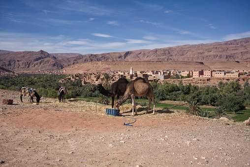 Camels and donkeys roadside, palm trees and town in the valley