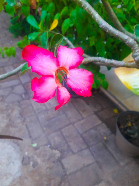 very beautiful flowers around us