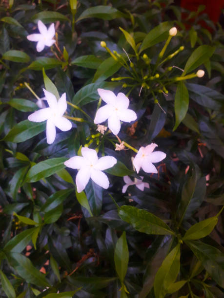 istock very beautiful flowers around us 1771500466