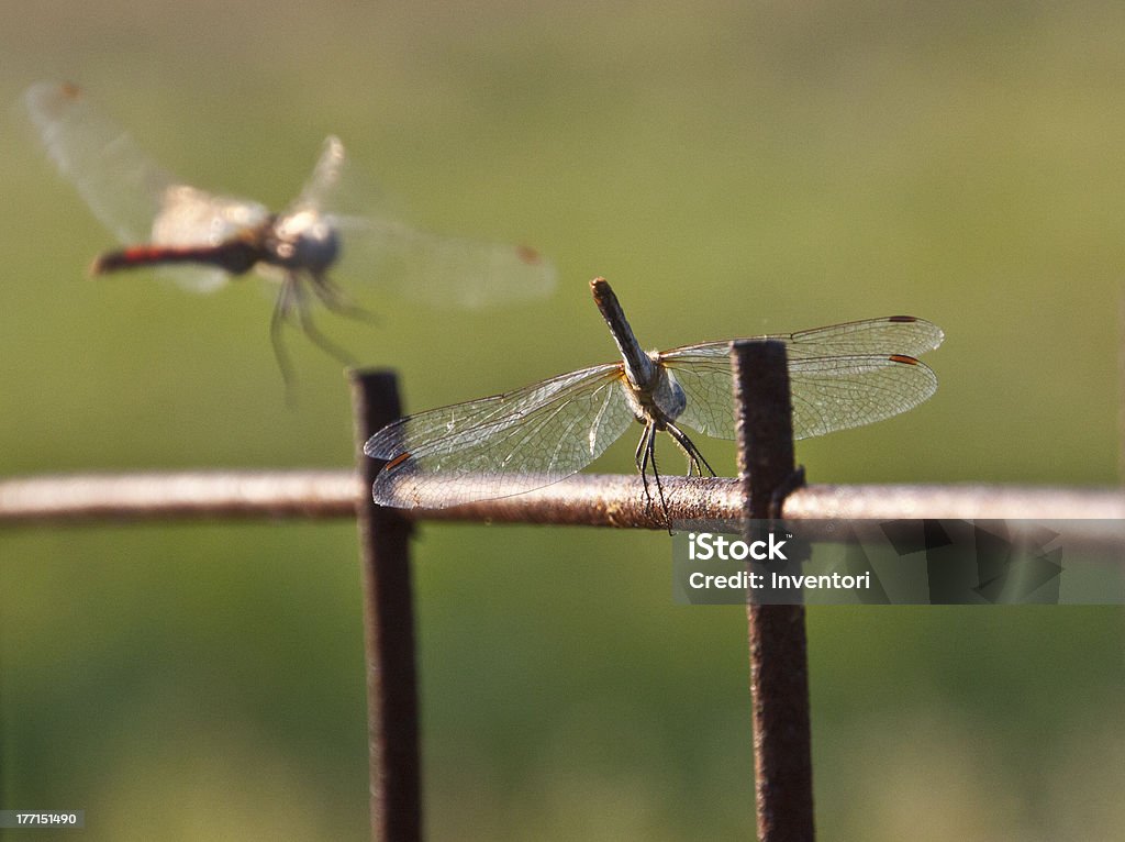 Dragonflies In the evening, dragonflies sit on the set upright sticks. Animal Body Stock Photo