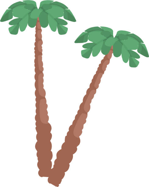 ilustrações, clipart, desenhos animados e ícones de coco - cocunut palm tree