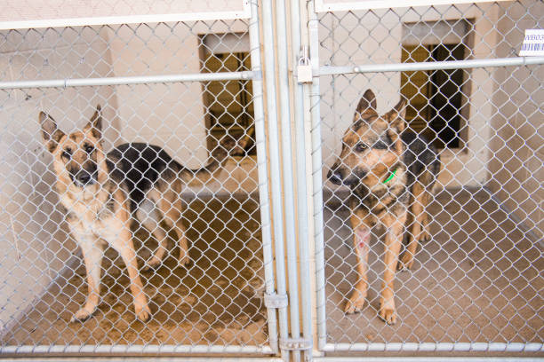 istock Caged dog in animal shelter inside kennel 1771540943