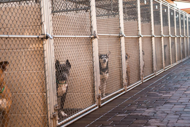 Caged dogs in animal shelter inside kennel