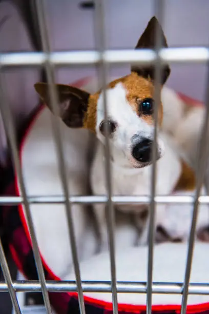 Photo of Caged dog in animal shelter inside kennel