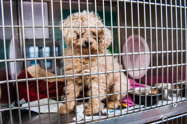 istock Caged dog in animal shelter inside kennel 1771540966